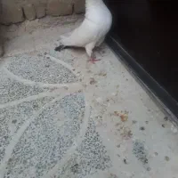 کبوتر پرشتی