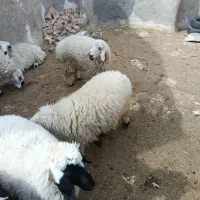 5 عدد بره نر و ماده چاق چاق|حیوانات مزرعه|زاهدان, |دیوار