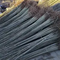 نهال ریشه....صنوبر