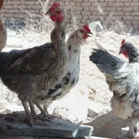 مرغ و خروس گلین
