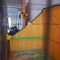 قناری نر،جوان،بخوان