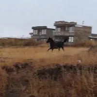 کره اسب مادیان