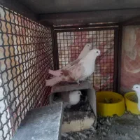 سلام 18عدوکت زرد نروماده کشیده بلند