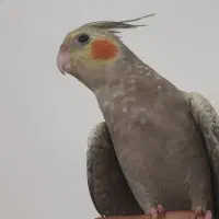 عروس هلندی نر رام