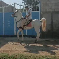 اسب عرب دو سر