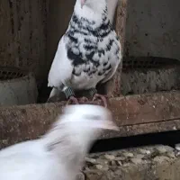 پرنده طوقی|پرنده|گتوند, |دیوار