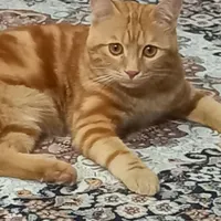 واگذاری حیوان خانگی گربه واگزار میشو