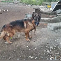 سگ ژرمن
