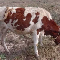 گاووگوساله|حیوانات مزرعه|نیر (اردبیل), |دیوار