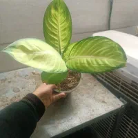 خانه گل و گیاه آپارتمانی آنلاین زرند|گل و گیاه طبیعی|زرند, |دیوار