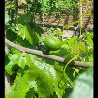 خانه ویلایی دوبلکس عجب شیر شیشوان|فروش خانه و ویلا|بناب, |دیوار