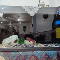 اکواریوم|ماهی|قم, ولیعصر|دیوار