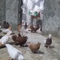 کبوتر|پرنده|جغتای, |دیوار