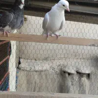 کبوتر|پرنده|تهران, مشیریه|دیوار