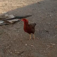 مرغ خروس لاری|حیوانات مزرعه|چالدران, |دیوار