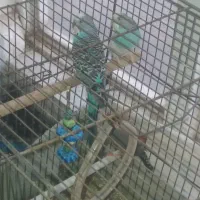 مرغ عشق یک جفت با یک دونه فنچ|پرنده|اسفراین, |دیوار