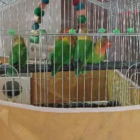 کوتوله برزیلی