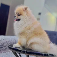 سگ پامرانین اصیل اگهی شخصی|سگ|تهران, سازمان برنامه جنوبی|دیوار