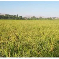 فروش شلتوک لنجان