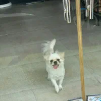 واگذاری سگ بیکینیز