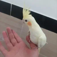 عروس هلندی لوتینو به فروش میرسد