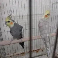 عروس نر و ماده مولد سخنگو