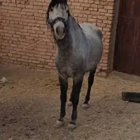 اسب|اسب و تجهیزات اسب‌سواری|بهمن صغاد, |دیوار