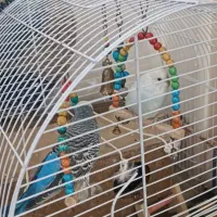 مرغ عشق نرو ماده تخم گزار