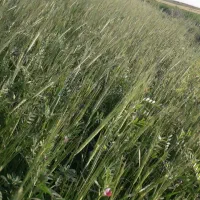 یونجه وگینه