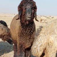 بره قوچی