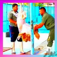 (گوسفند+زنده)نرینه قلم آبی باکیفیّت۱۰۰%تضمینی|حیوانات مزرعه|مشهد, وکیل‌آباد|دیوار