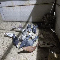 کفتر