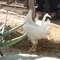 خروس محلی|حیوانات مزرعه|بندر گناوه, |دیوار