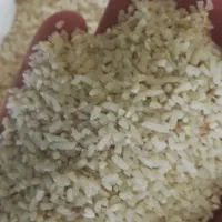 نیم دانه اعلا ء سورتینگ خورده 60 کیلو