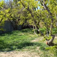 375 متر باغ 30 ساله / 100 قدمی بلوار محمدشهر/ جنگل|فروش خانه و ویلا|ماهدشت, |دیوار