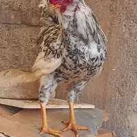 خروس بالغ وجوان