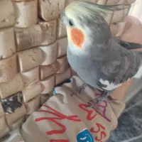 عروس هلندی گمشده