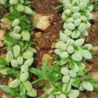 بادام‌تونو ایتالیایی