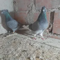 کفتر  دم سفید  غلط