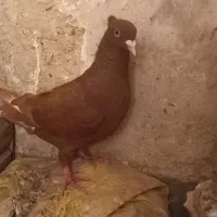 سرخ و زرد گرفتنی|پرنده|شوشتر, |دیوار