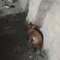 سگ خونگی