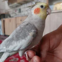 عروس هلندی سخنگو