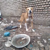 توله سگ افغانی ۱۵دماهه|سگ|فاضل آباد, |دیوار