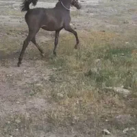 کره مادیان ۱۵ ماه