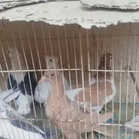 دوردکبوتر|پرنده|شیراز, سعدیه شمالی|دیوار