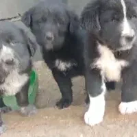 توله سگ قهدریجونی