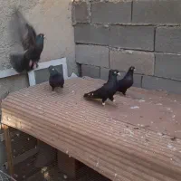 رنگی|پرنده|امیدیه, |دیوار