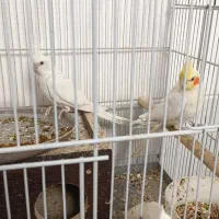 جفت عروس هلندی