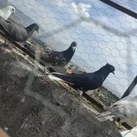 6تا نر یدونه ماده