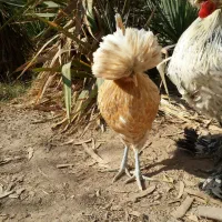 مرغ و خروس تزئینی